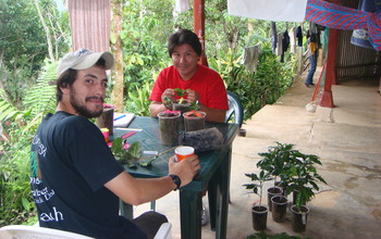 researchers at a table studying coffee plants